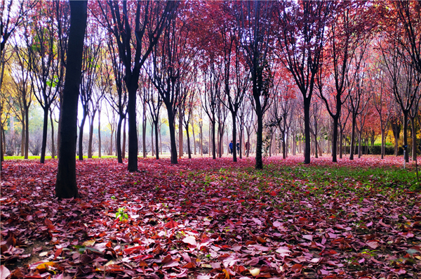 【“醉”美深秋 】深秋，請到蘭州這片紅葉林里走走