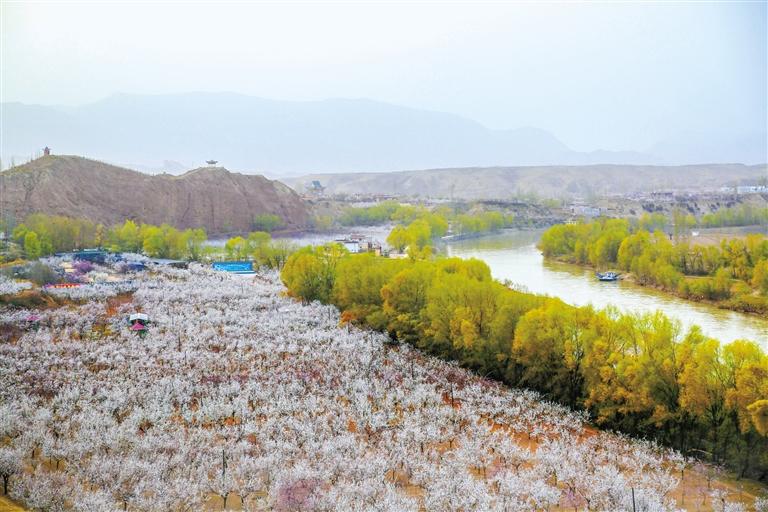 甘肅旅游丨唐汪杏花開(kāi) 楚楚等君來(lái) 在這里賞花看丹霞，美哉！