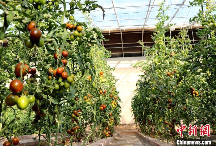 12月14日，甘肅省武威市民勤縣紅旗谷現(xiàn)代農(nóng)業(yè)產(chǎn)業(yè)園，溫棚內(nèi)“水果西紅柿”長(zhǎng)勢(shì)良好?！●R愛(ài)彬 攝