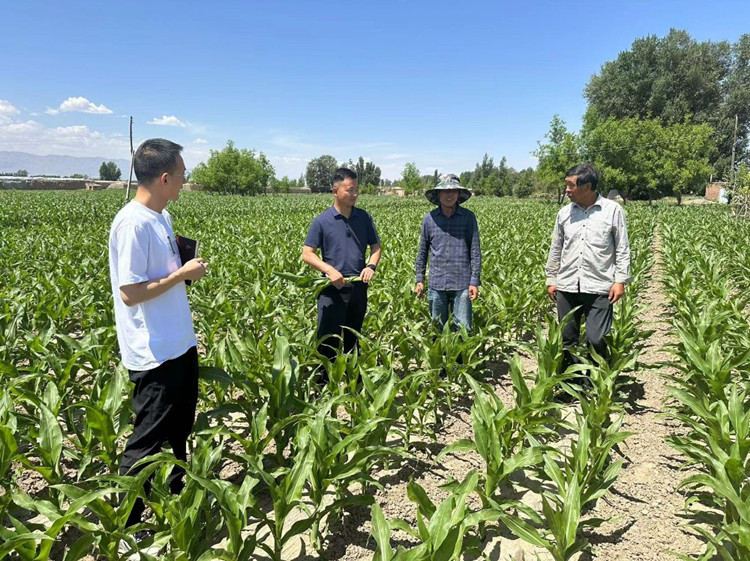 臨澤縣蓼泉鎮(zhèn)紀委工作人員深入田間地頭，現(xiàn)場了解玉米制種長勢和產業(yè)發(fā)展情況。.jpg