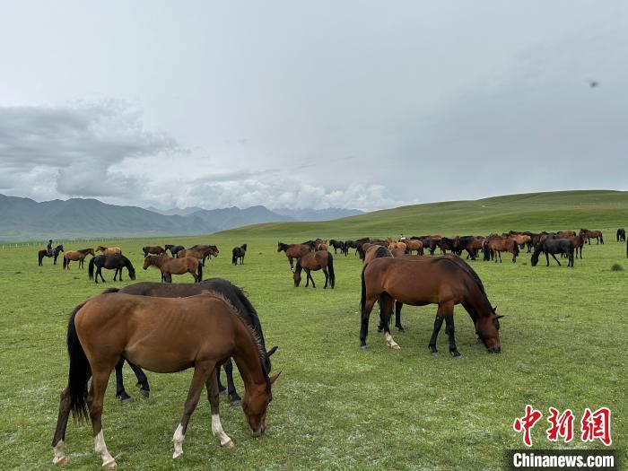 7月中旬，在山丹馬場(chǎng)草原上吃草的“山丹馬”?！〈魑牟?攝