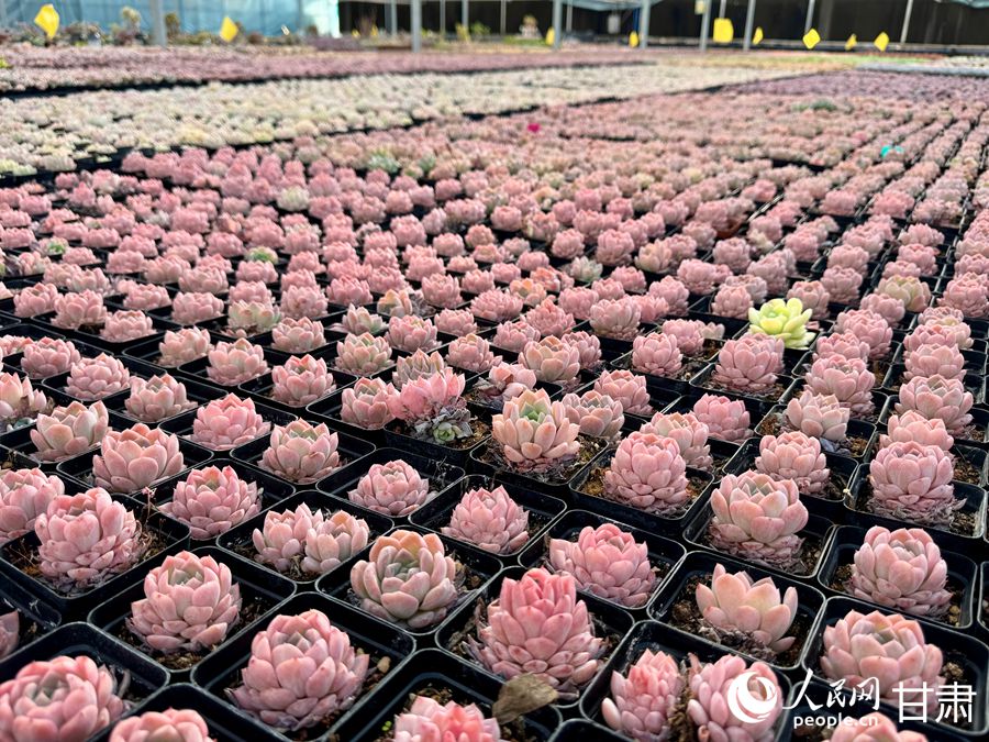 蘭州鑫源現代農業(yè)休閑觀光旅游景區(qū)多肉大棚。人民網記者 焦隆攝